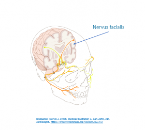 Hemispasmus facialis Nerv