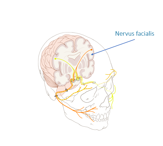 Nervus Facialis